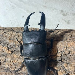 パラワンオオヒラタ100の画像