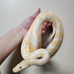 ボールパイソン　アルビノ　アダルトサイズ　メス