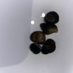 ヒメタニシ 10匹の画像