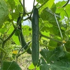 🥒採れたて野菜🍆なす、きゅうり🥒の画像