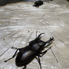 コクワガタ、ワイルド、能瀬産の画像