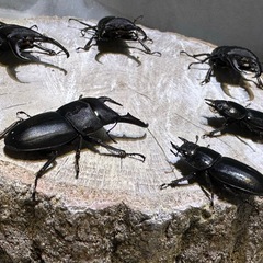 本土ヒラタクワガタ、オス単品、の画像