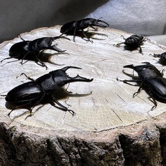 本土ヒラタクワガタ、オス単品、の画像