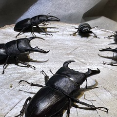 本土ヒラタクワガタ、オス単品、の画像