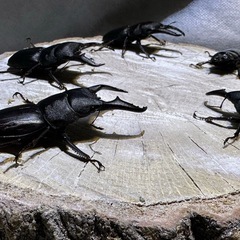本土ヒラタクワガタ、オス単品、の画像