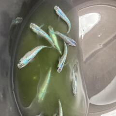 (再出品）メダカサファイア10匹の画像