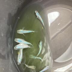 (再出品）メダカサファイア10匹の画像