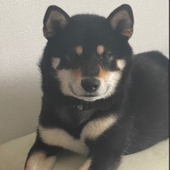 柴犬　黒色　［札幌市］