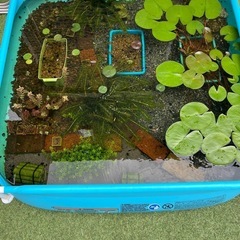 アナカリス 10本の画像