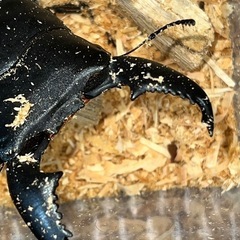 スマトラオオヒラタ幼虫の画像