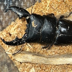 スマトラオオヒラタ幼虫の画像