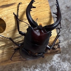 大型ノコギリクワガタ、ミヤマクワガタ、カブトムシ♂単品の画像