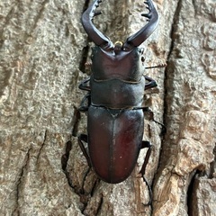 大型ノコギリクワガタ、ミヤマクワガタ、カブトムシ♂単品の画像