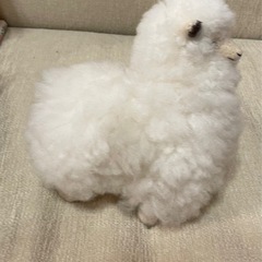 アルパカ ぬいぐるみの画像