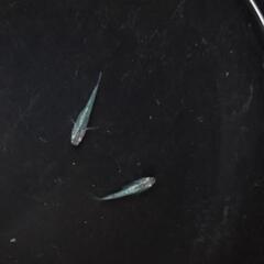 緑光変種メダカの画像