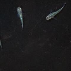 緑光変種メダカの画像
