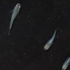 緑光変種メダカの画像