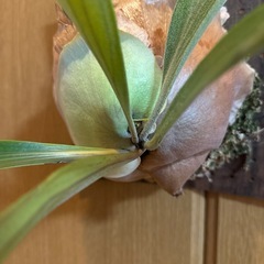大きめビカクシダの画像