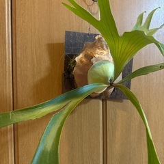 大きめビカクシダの画像