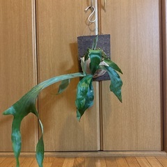 ビフルカツム　ビカクシダの画像