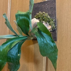 ビフルカツム　ビカクシダの画像
