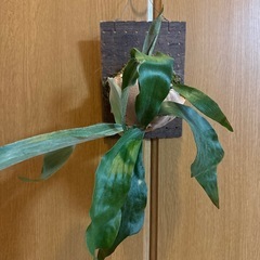 ビフルカツム　ビカクシダの画像