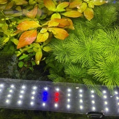 水槽　水草の画像