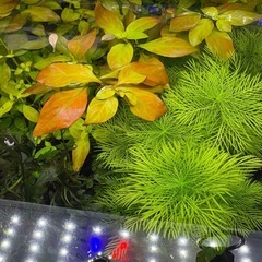 水槽　水草の画像