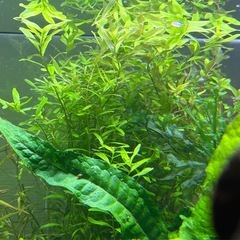 水槽　水草の画像