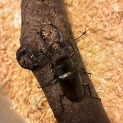 ヒラタ1 ミヤマ3 ノコギリ5 コクワ2 11匹セットの画像