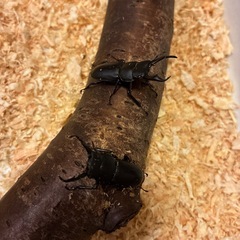 ヒラタ1 ミヤマ3 ノコギリ5 コクワ2 11匹セットの画像