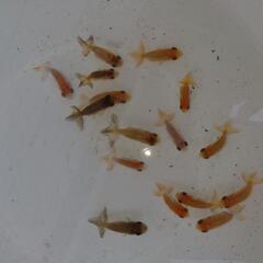 🔰【現物・8匹+@/￥500】✨可愛い らんちゅう✨金魚の画像