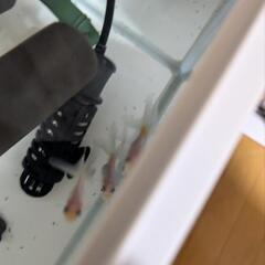 金魚　ドラゴンスケールの画像