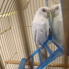 セキセイインコ譲ます