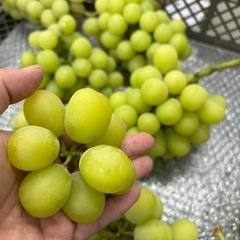 シャインマスカット粒の画像