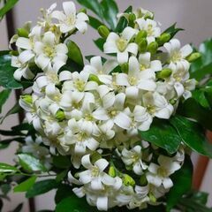 観葉植物　シルクジャスミン（ゲッキツ）115センチの画像