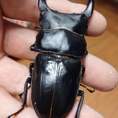 オオクワガタ能勢SR血統♂♀ペア㊿の画像