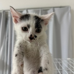 【急募】6/20生♂飼い主様募集中
