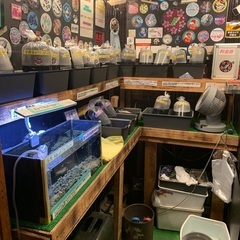 【五桜メダカ】 8月18日　横須賀めだか無人販売