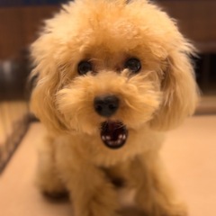 極小プードル