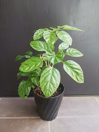 希少☆1 トラベシア トレベシア パルマータ 5号 観葉植物 レア植物