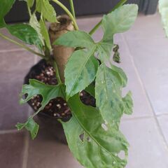 希少★トラベシア　トレベシア パルマータ　5号　観葉植物　レア植物　の画像