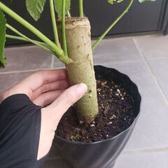 希少★トラベシア　トレベシア パルマータ　5号　観葉植物　レア植物　の画像