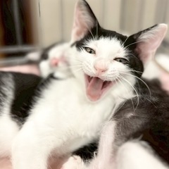 ❣️お茶目で笑ってるように見える🐈‍⬛みっちゃん❣️