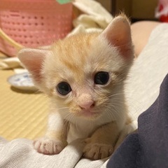 決まりました】ミルクティー色茶トラの女の子 (こまめ16) 水戸の