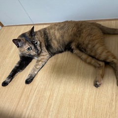 黒猫♂ サビ猫♀ 兄妹ねこちゃん🐱