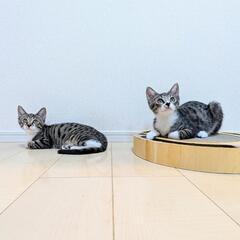 生後4ヶ月のソックリ子猫兄弟です♡