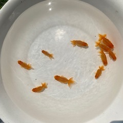 宇野系らんちゅう　2歳の画像