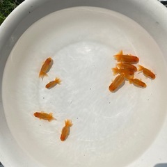 宇野系らんちゅう　2歳の画像