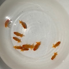 宇野系らんちゅう　2歳の画像